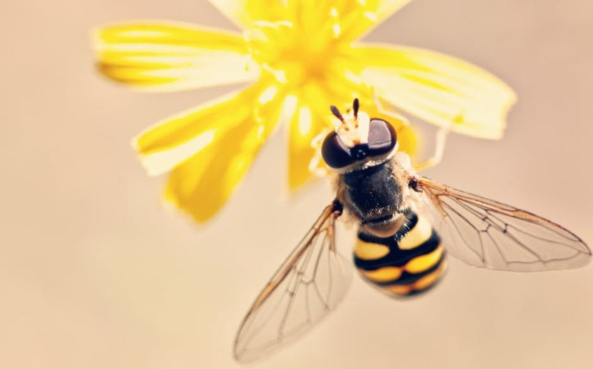 ROXY LIFTING TREATMENT (VELENO D'API)